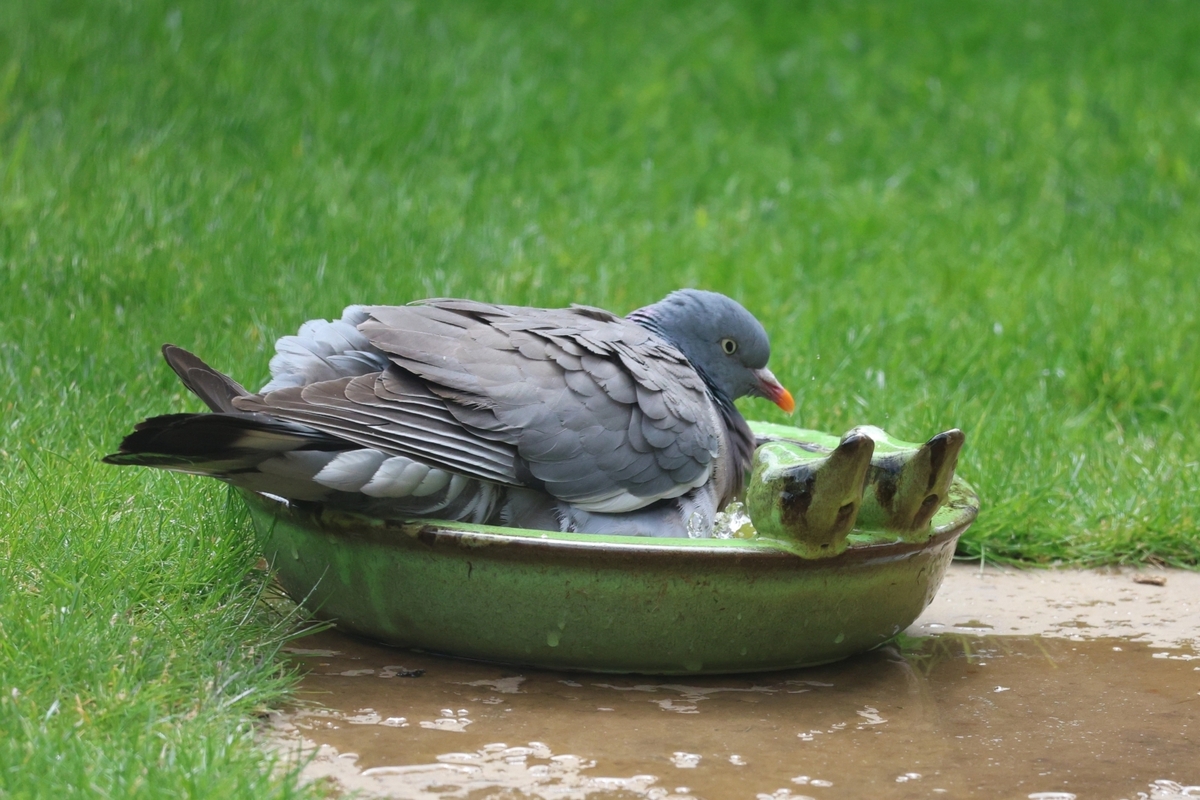 Cooling Off - John Pinches